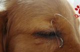 狗狗角膜炎，如何治疗？（以宠物为主的治疗方案）