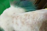 治疗宠物皮肤病的有效方法（关爱您的狗狗，让它远离皮肤病）